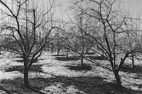 Peter Hujar: The Gracie Mansion Show Revisited