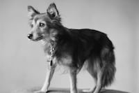 Peter Hujar: The Gracie Mansion Show Revisited